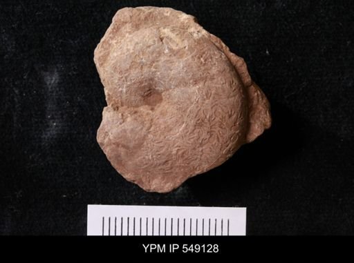 undet. Ammonoidea