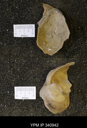 undet. Ostreidae