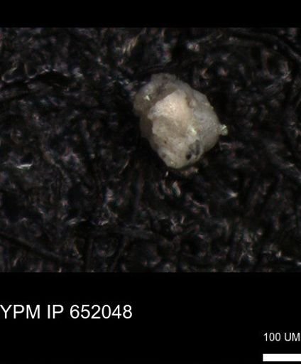 undet. Foraminiferida