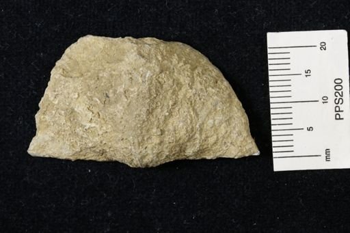 Neospirifer kansasensis