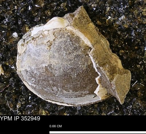 Limopsis striatopunctatus