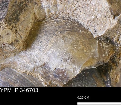 undet. Ostreidae