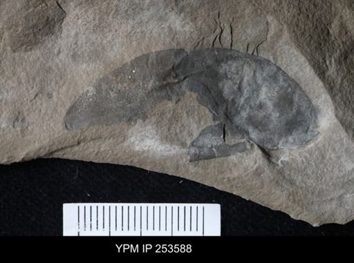 Eurypterida