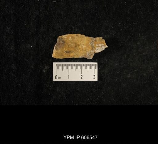 Crania anticostiana