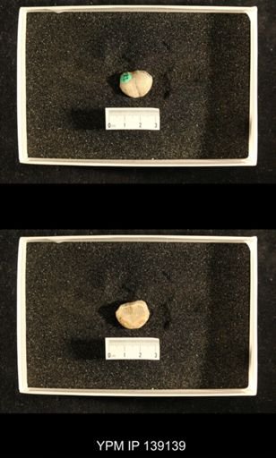 Productus (Dictyoclostus) gratiosus