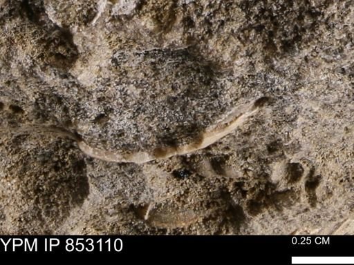 Limopsis striatopunctatus