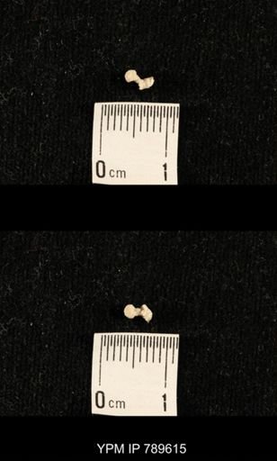 undet. Bryozoa