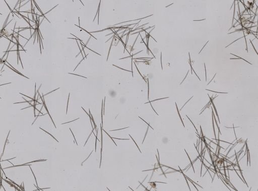Halichondria panicea