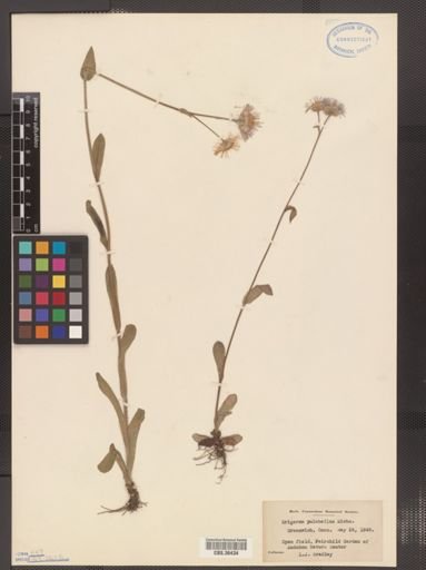 Erigeron pulchellus
