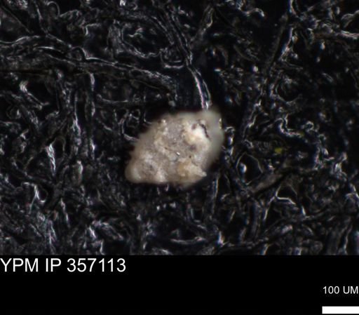 undet. Foraminiferida
