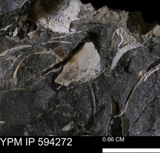 Protocardia sp.