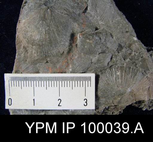 Brachyprion crassomata