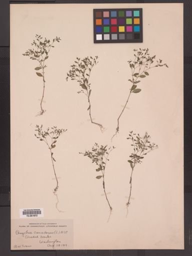 Paronychia canadensis
