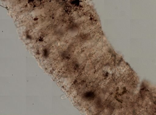 Haliclona sp.