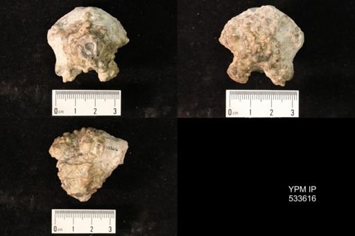 Thinocrinus gibsoni
