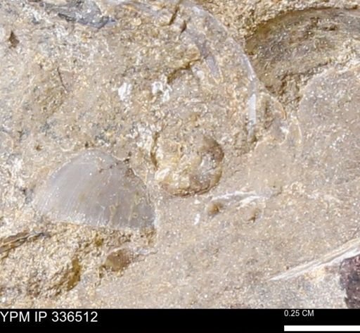 undet. Mollusca