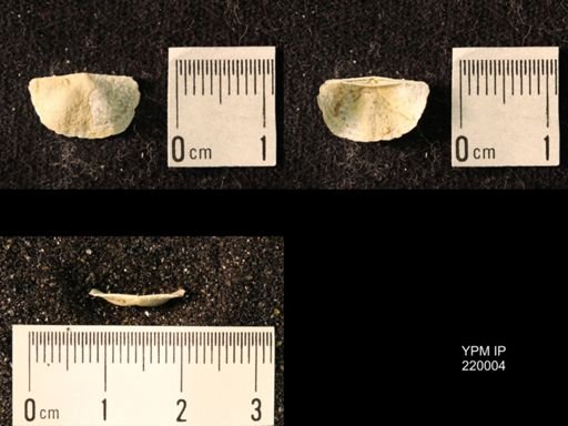 Chonetes sp.