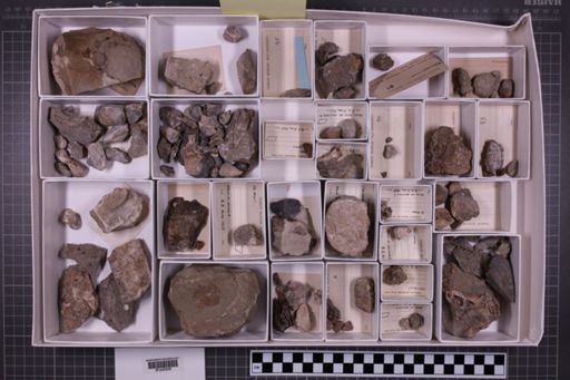 mixed taxa, stratigraphic collection