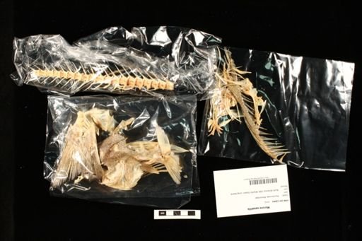 Morone saxatilis
