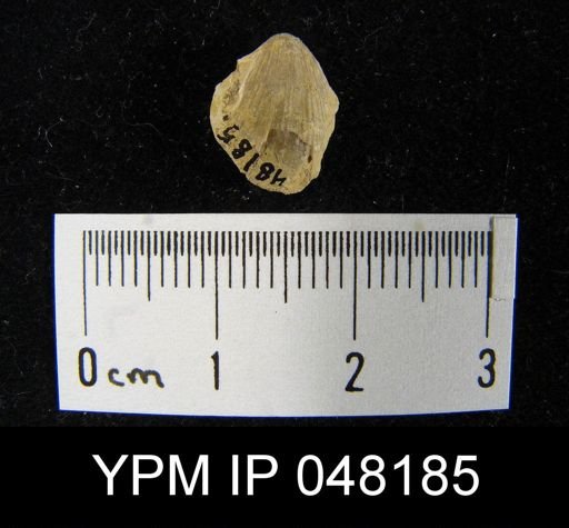 Parmorthis brownsportensis