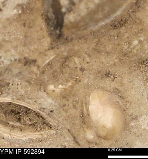undet. Bivalvia