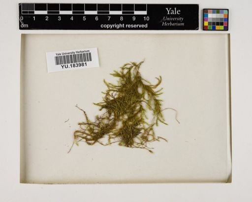 Plantae