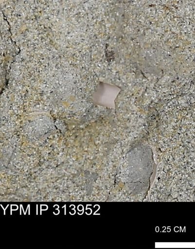 undet. Scaphopoda