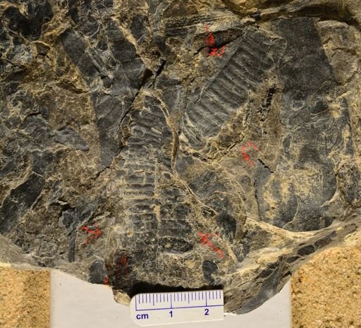 Pecopteris