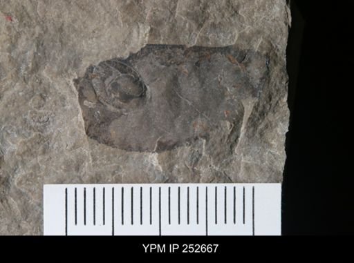 undet. Eurypterida