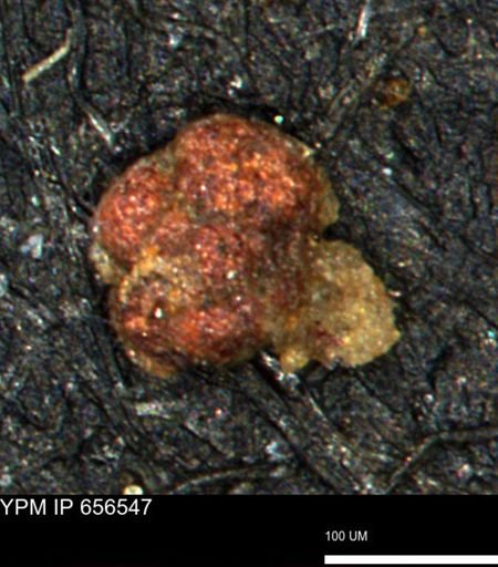 Trochammina umiatensis