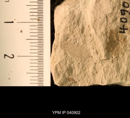 Probnis speciosa