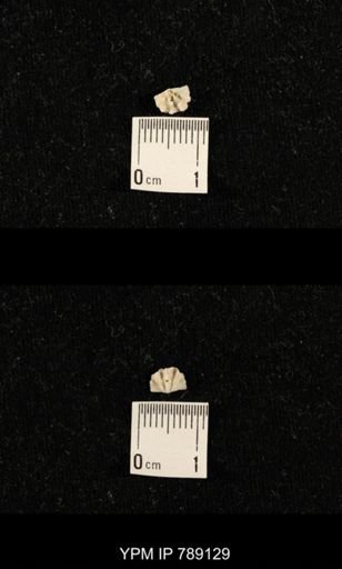 undet. Brachiopoda