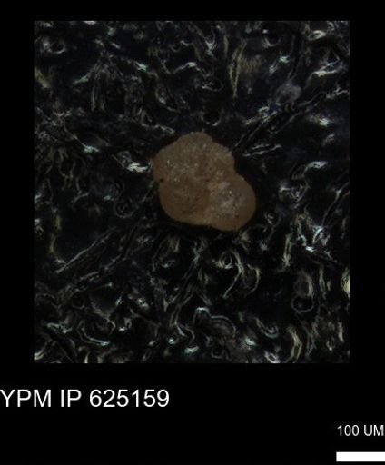 undet. Foraminiferida
