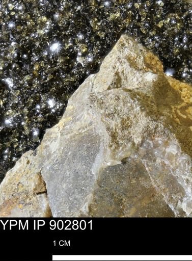 Baculites sp.