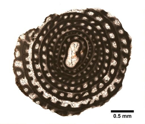 Polydiexodina shumardi