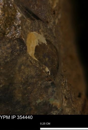 undet. Mollusca