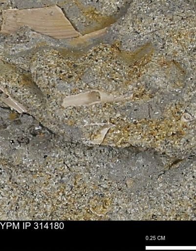undet. Scaphopoda