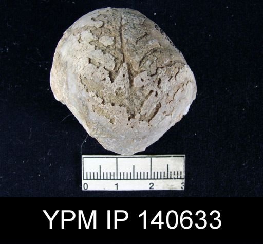 Oldhamina decipiens