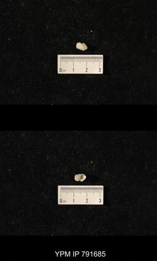 undet. Brachiopoda