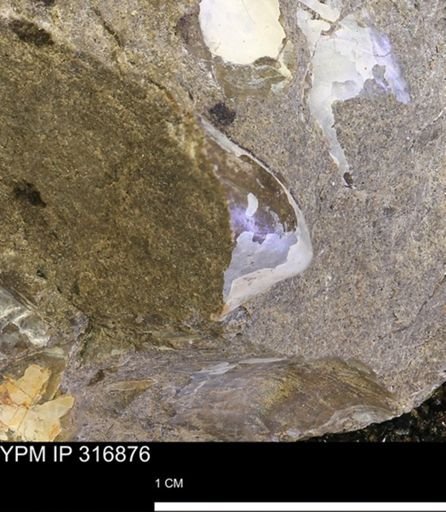 Phelopteria