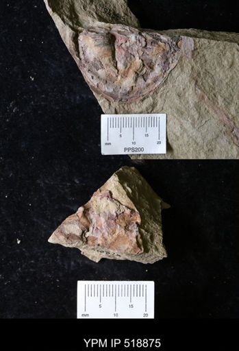 undet. Asaphidae