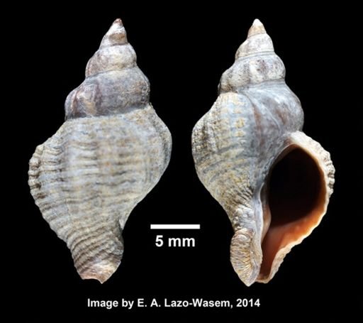 Urosalpinx cinerea