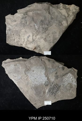 undet. Eurypterida