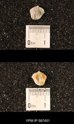Camarotoechia whitei