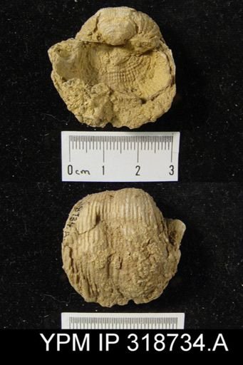 Productus costatus