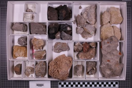 mixed taxa, stratigraphic collection