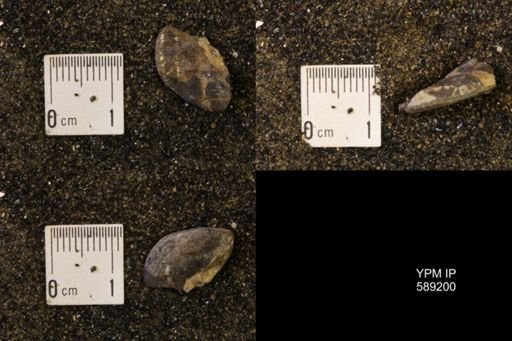Discoscaphites rossi
