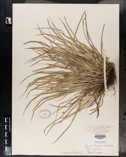 Carex jamesii