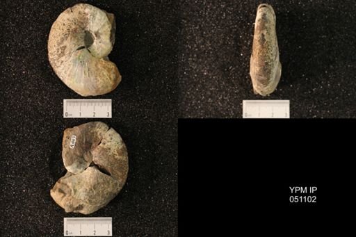 Hoploscaphites nicolletii