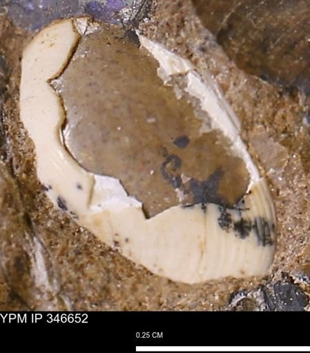 undet. Bivalvia